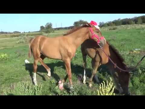 Донской жеребенок Бугатти. Гламур