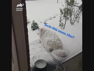 Когда ты очень любишь снег
