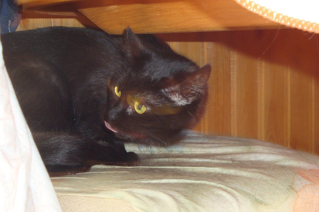 Кошки в нашей жизни. Кошки и все, что с ними связано.