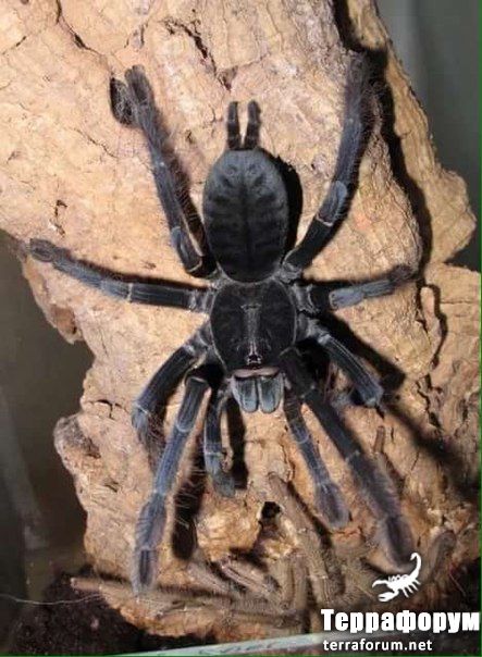 Phormingochilus carpenteri