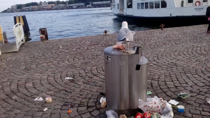 Bad баклан