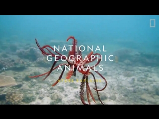 Морские лилии и их симбионты © Nat Geo WILD