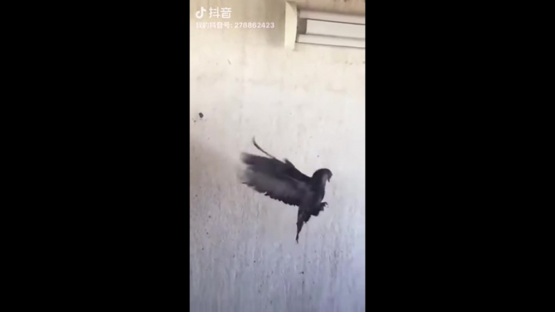 Бэкфлипы