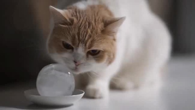 Cat Licks