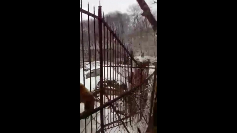 VID_20180404_121314_269.mp4
