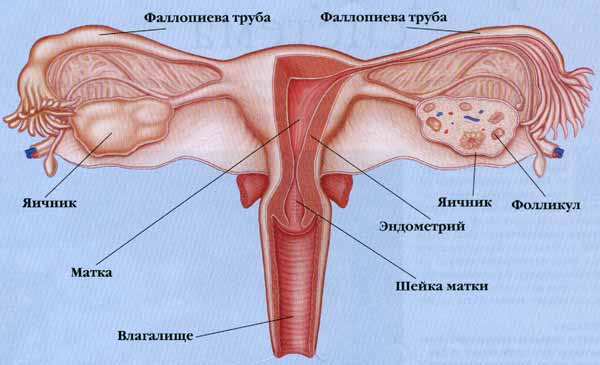 Схема женской репродуктивной системы, включая шейку матки.