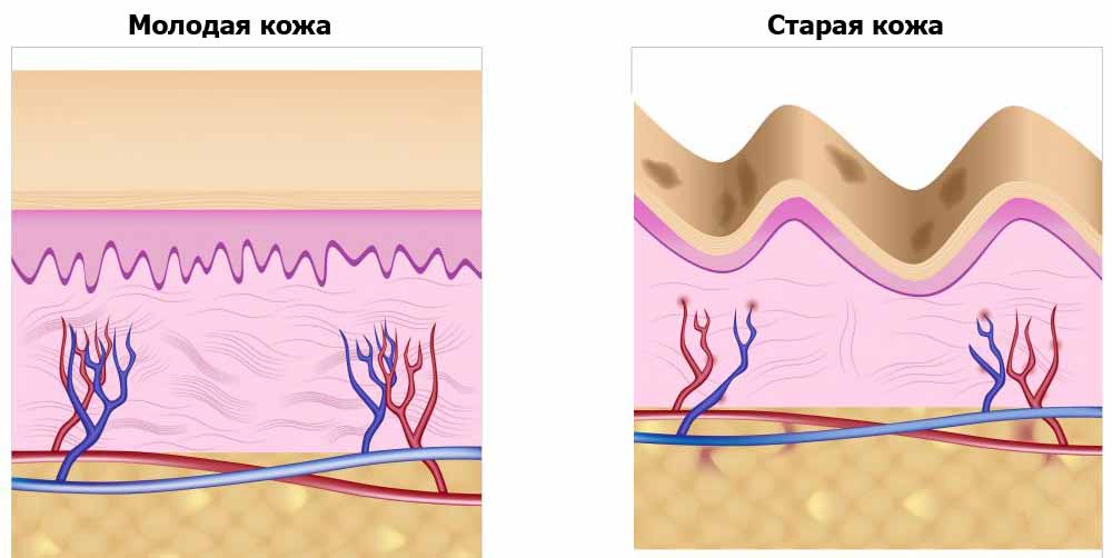 Строение молодой и старой кожи.