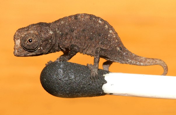 Brookeia Micra Chameleon, найденный на острове Мадагаскар, является самым маленьким хамелеоном в мире, который когда-либо был обнаружен. Он настолько мал, что он легко может сидеть на вершине головки спички или кончике указательного пальца человека. 