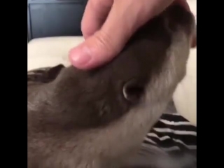 Милее любого котика