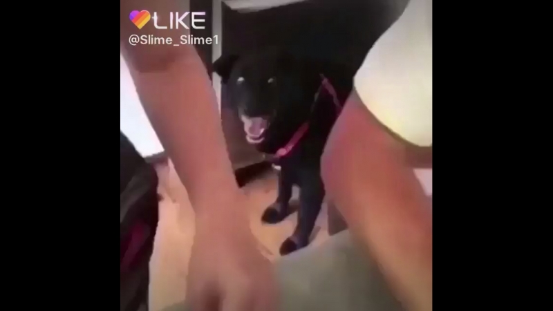 Бедная собака