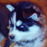 Виталий Кожухин