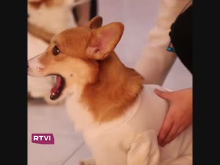 Самые классные официанты