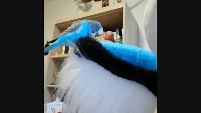 Birb loves fursuit