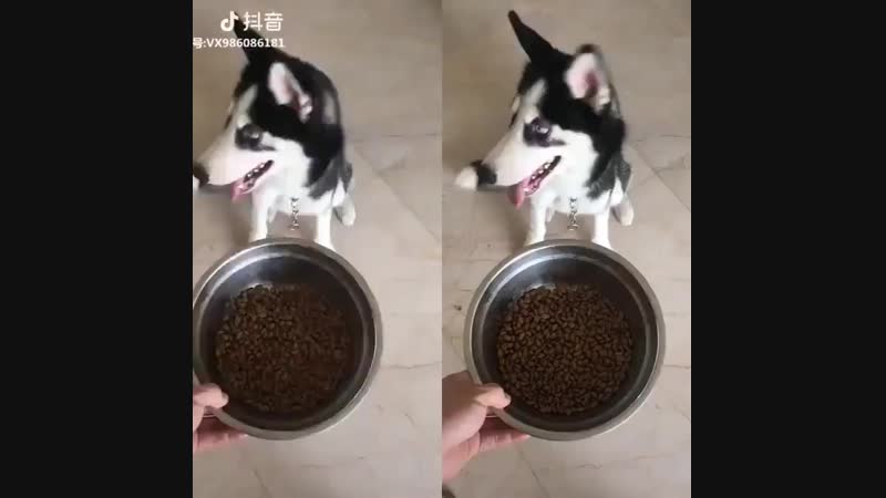 Хаски уничтожает корм