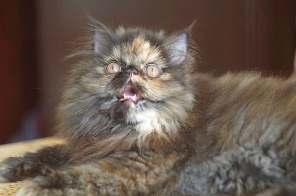 Кошки в нашей жизни. Кошки и все, что с ними связано.