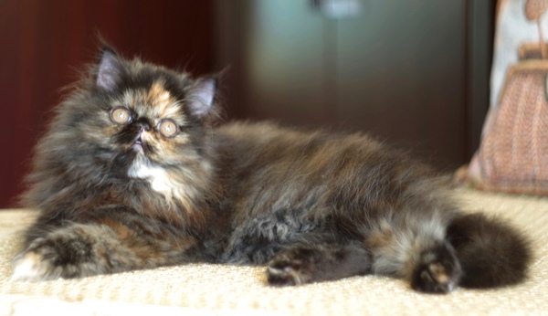 Кошки в нашей жизни. Кошки и все, что с ними связано.