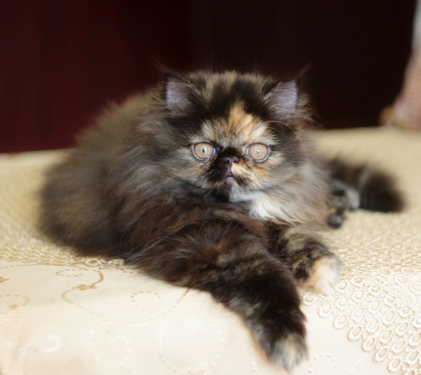 Кошки в нашей жизни. Кошки и все, что с ними связано.