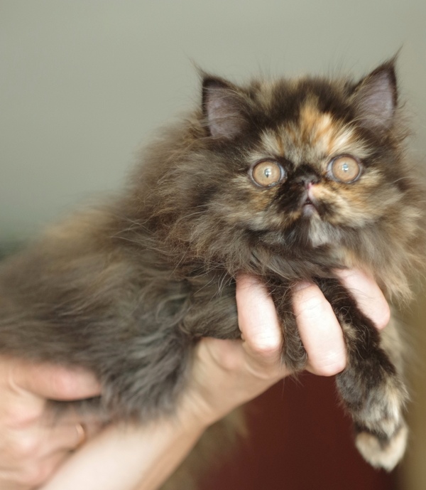 Кошки в нашей жизни. Кошки и все, что с ними связано.