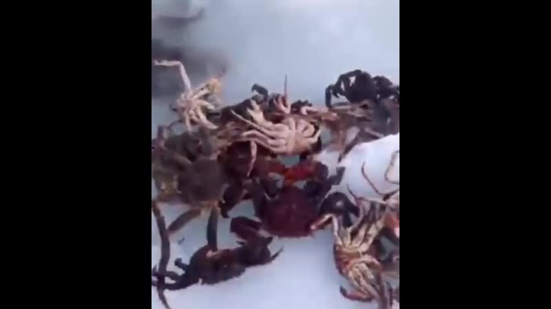 Ловля краба зимой