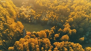 Beautiful Relaxing Music - Calm Piano Music & Guitar Music with Birds Singing