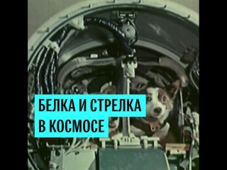 Белка и Стрелка в космосе