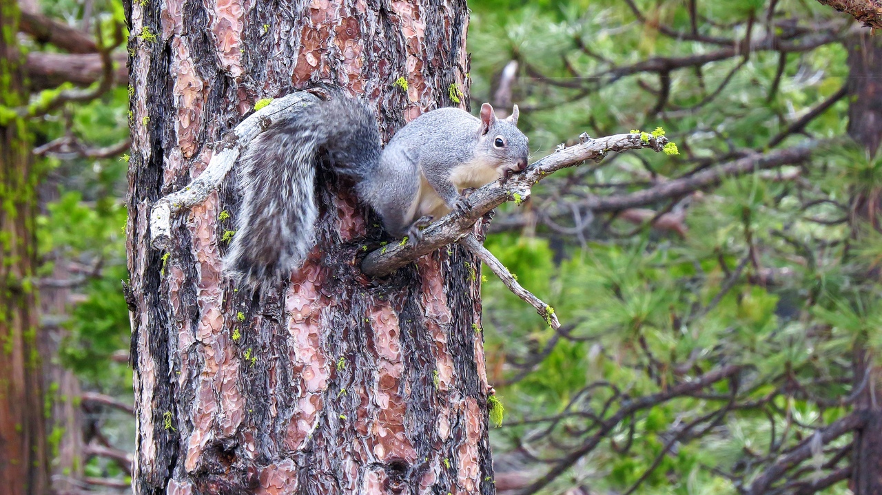 Ударим автопробегом по дикому западу! USA 2019 7-25 марта.