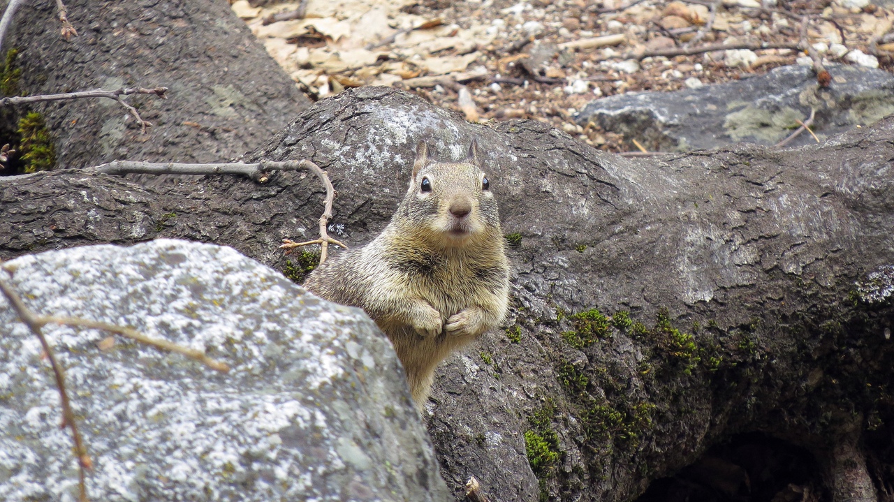 Ударим автопробегом по дикому западу! USA 2019 7-25 марта.