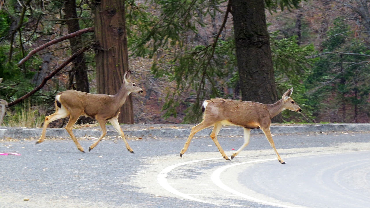 Ударим автопробегом по дикому западу! USA 2019 7-25 марта.