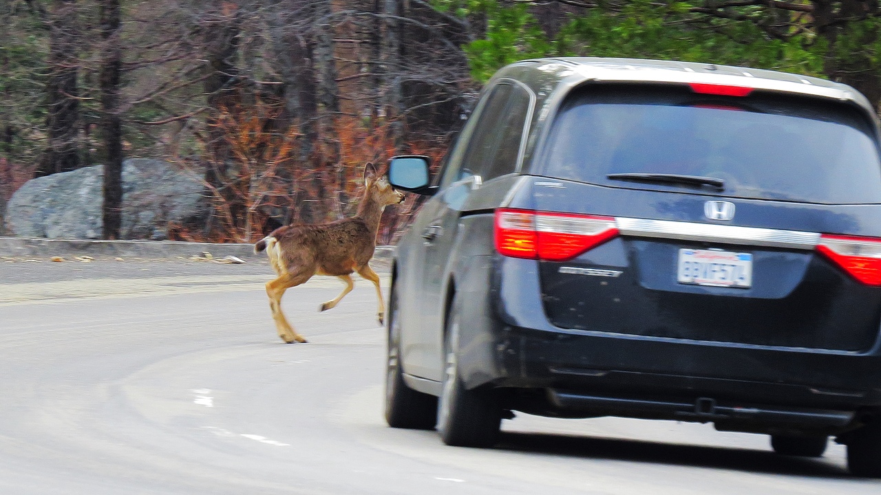 Ударим автопробегом по дикому западу! USA 2019 7-25 марта.