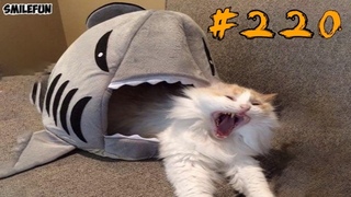 Смешные коты и котики 2019, приколы про котов до слез – Смешные кошки – Funny Cats 2019