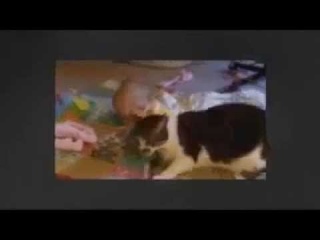 МОИ ЗАБАВНЫЕ ЖИВОТНЫЕ Поиграй со мной в догонялки