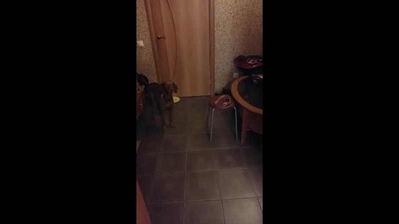 Rada-osheynik.avi