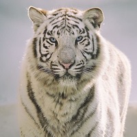 Адам Дейнега