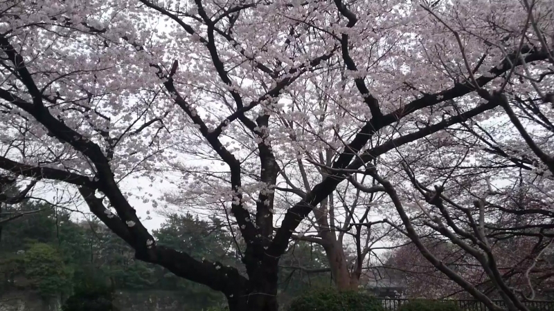 千鳥ヶ淵公園 (Парк Чидоригафучи)