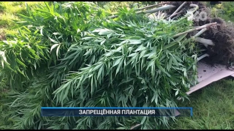 ЗАПРЕЩЁННАЯ ПЛАНТАЦИЯ. РЫБИНСК