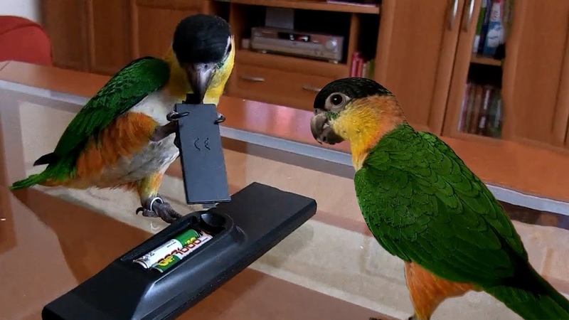 Funny Daily life of lovebird Video