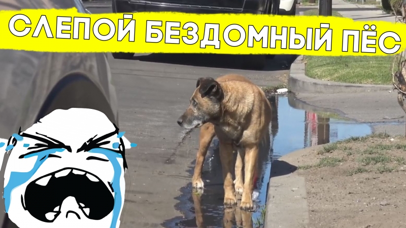 Люди спасли жизнь слепому пёсику!