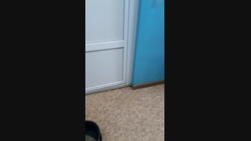 Мои любимые кошки