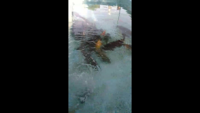 VID_20180818_181826.mp4
