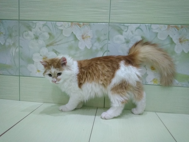 Замурчательный непоседа Саня, 10 мес., ищет свою семью, ласк