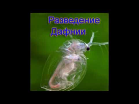 Дафния