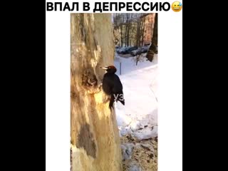 Дятел впал в депрессию