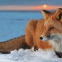 Оксана Лисовская | 