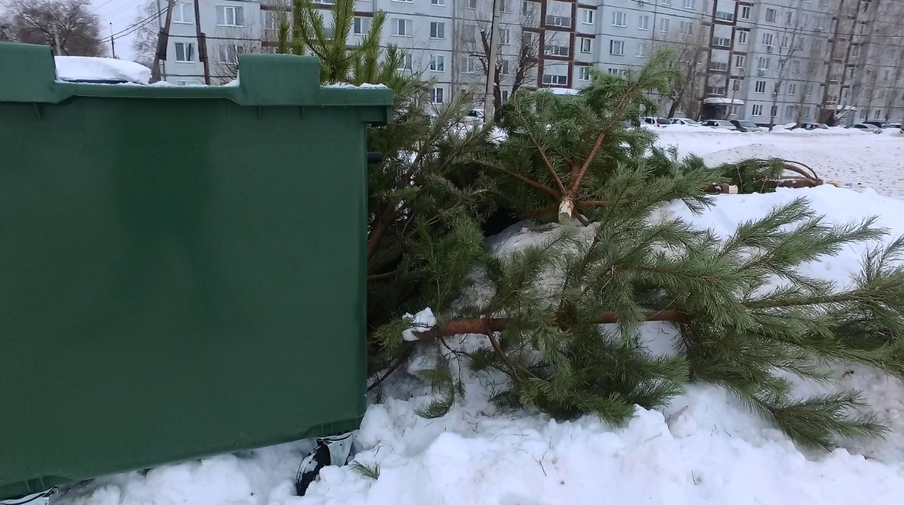 Молодогвардейцы устроили у Управления отходами Аллею позора из новогодних елок