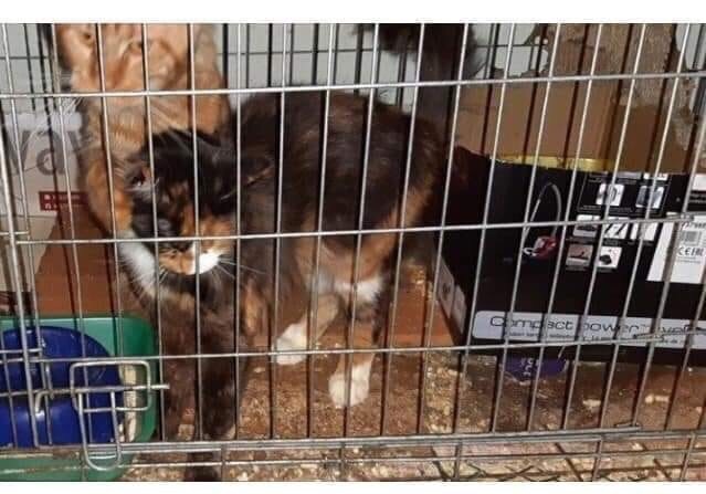 Кошки в нашей жизни. Кошки и все, что с ними связано.