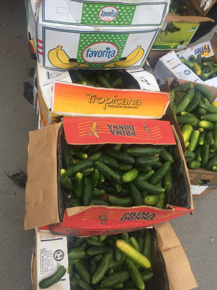 Кубанские фермеры раздали петербуржцам тонну огурцов в знак протеста (фото)