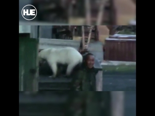 Белый медведь зашёл во двор жилого дома под Якутском. И не ушёл