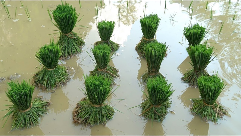 Primitive Skills How to grow rice