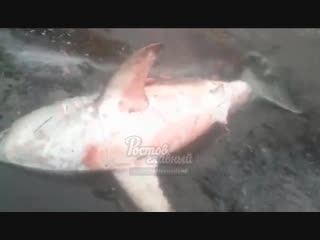 Рыбаки поймали акулу в Дону в ст Романовской 6.11.2018 Ростов-на-Дону Главный