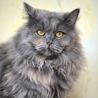 Серый Кот | Богодухов